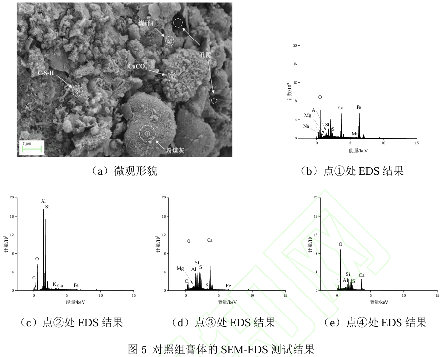 图5对照组膏体的SEM-EDS 测试结果.png